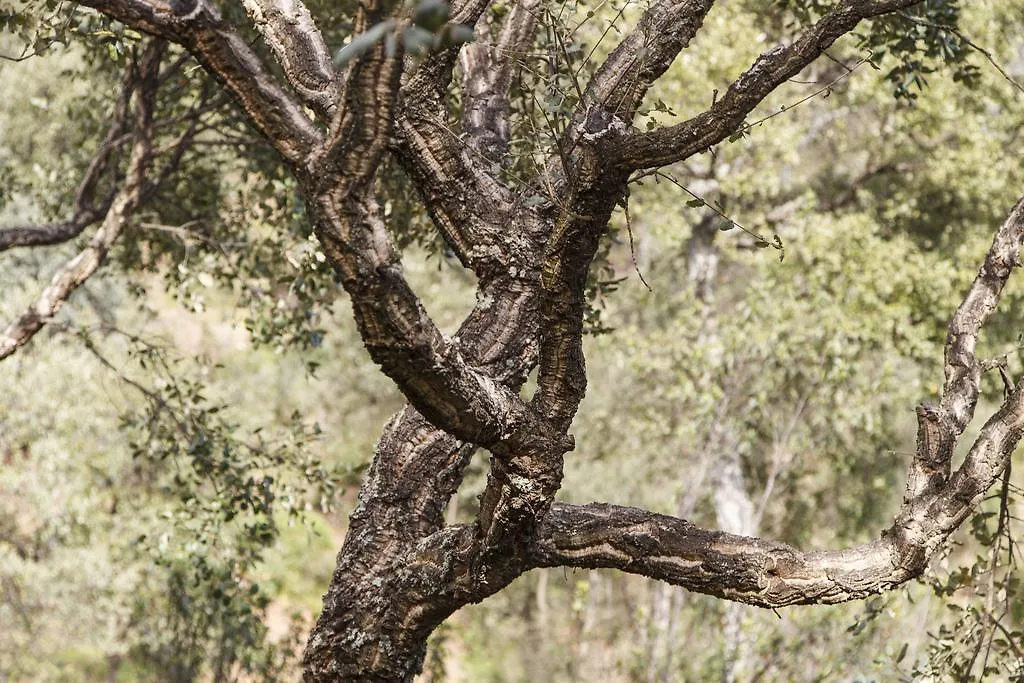 ** Gasthuis Finca La Fronda Alájar Spanje